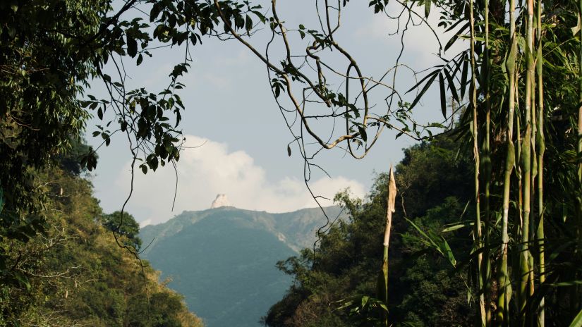 a view of a mountain in the background with vegetation in the foreground