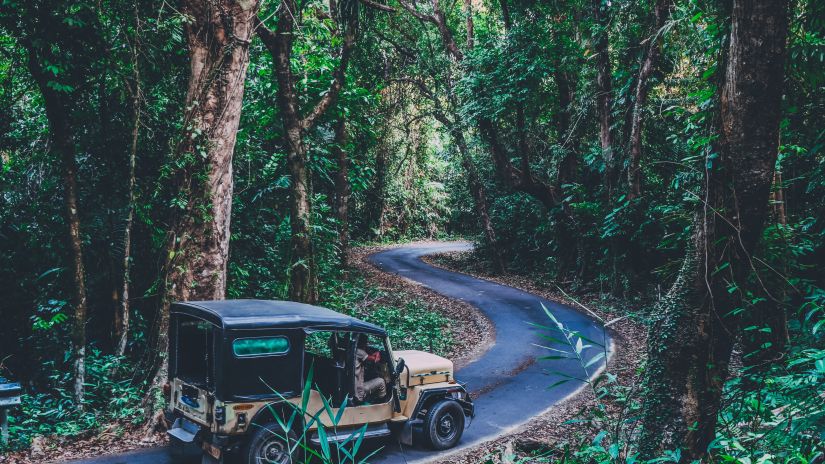 A jeep travelling through the winding tarred road next to tall trees 