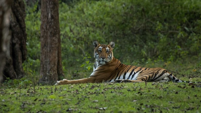 A tiger resting in jungle