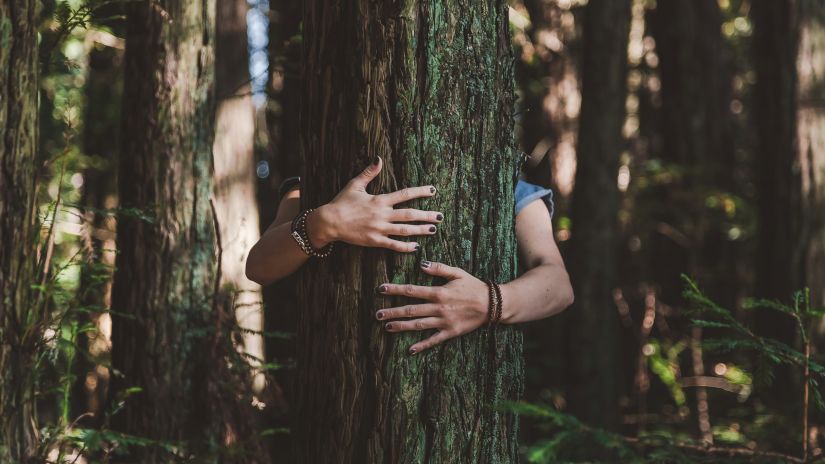 a close up shot of a person hugging a tree with other trees in a forest in the background