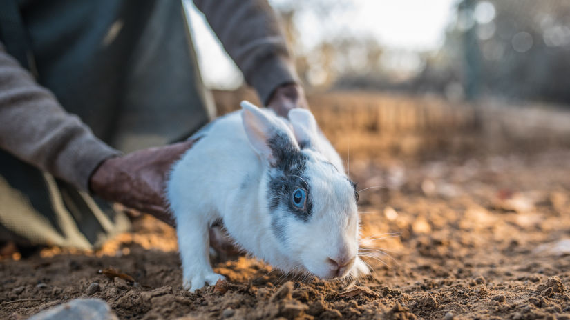 a rabbit at Karma Lakelands 1