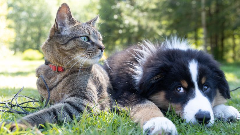 a cat and a dog sitting on grass