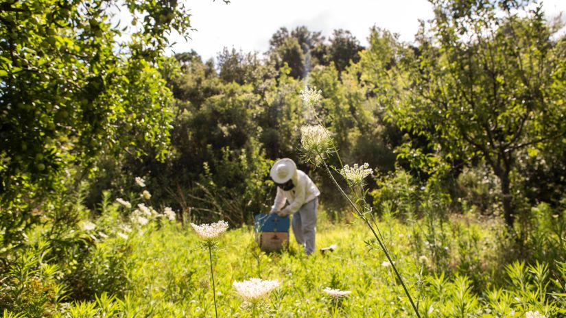 a person tending to bees in a garden