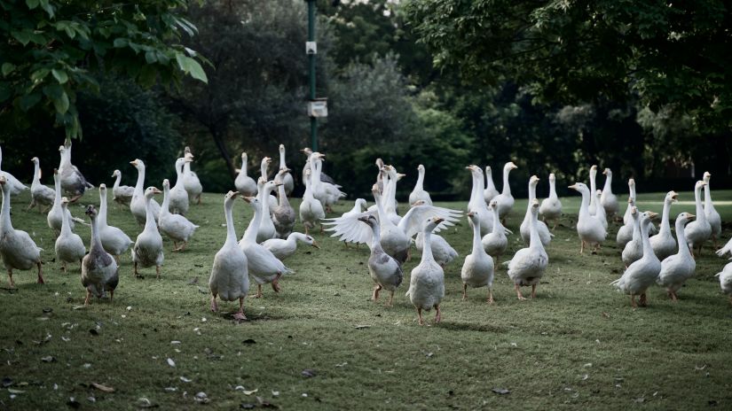 a flock of birds