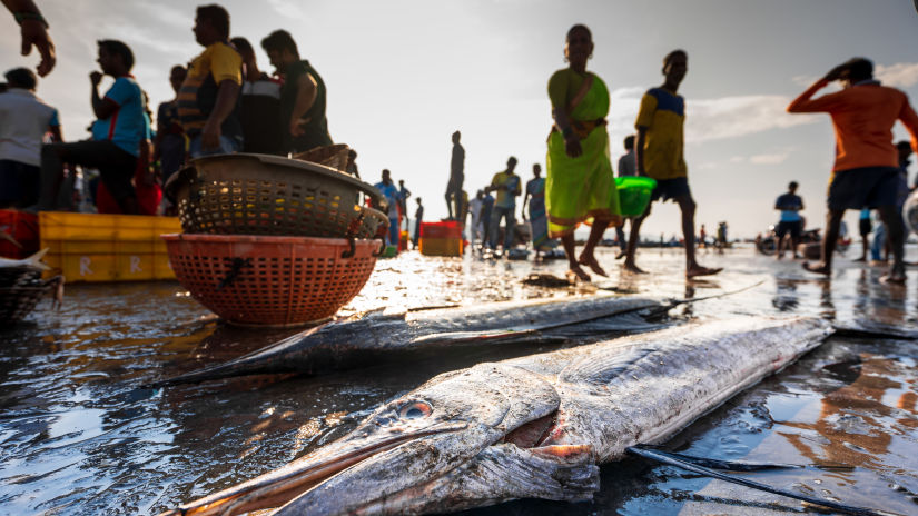 Lotus Eco beach resort, fish market