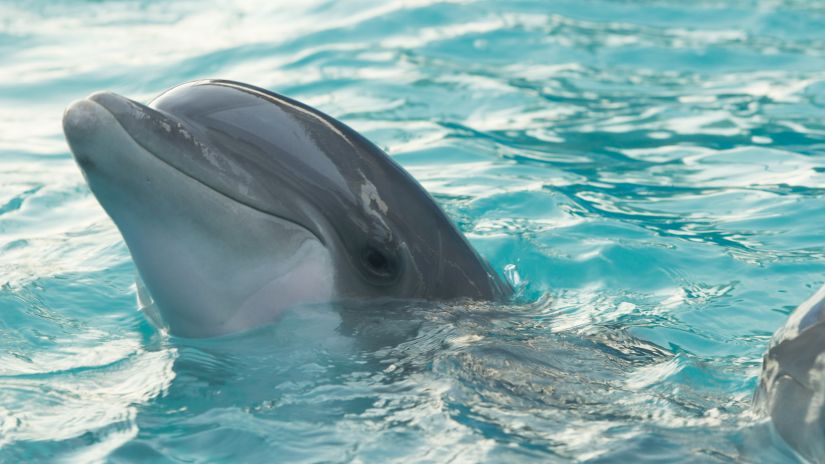 A dolphin coming up from the blue water