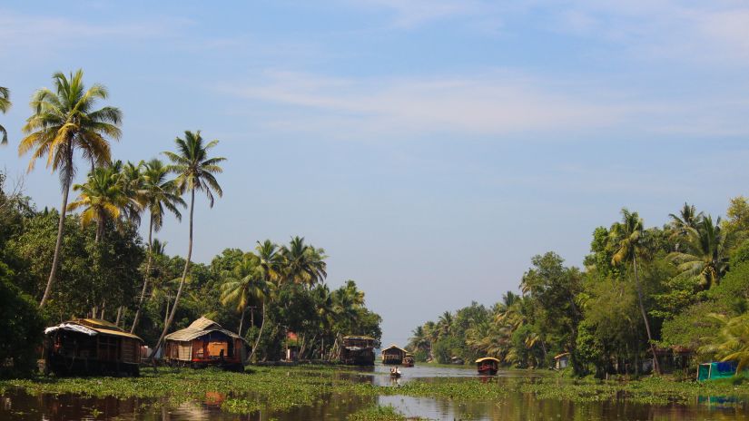 A pristine view of the backwaters in Kerala with coconut trees on either side and house boarts on the lake