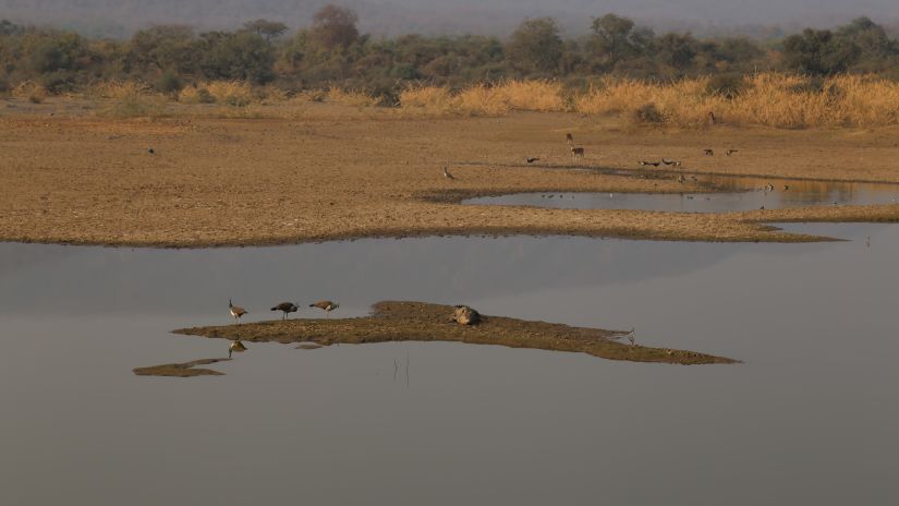 birds perched on a small island in a lake in the sariska wildlife sanctuary