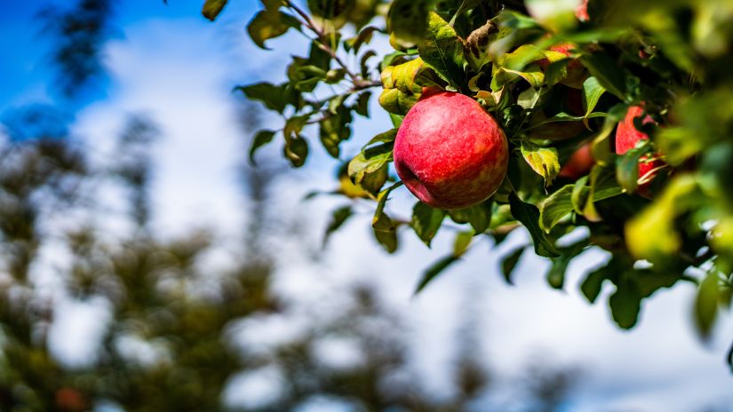 an apple hanging from a tree