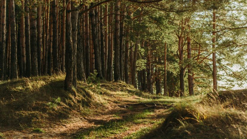 An overview of a forest with sunlight reaching the ground