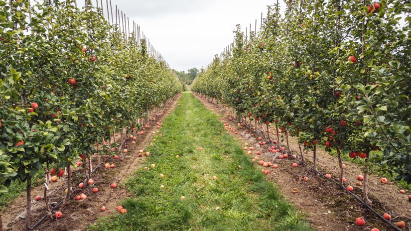 walkway amidst trees in an apple orchard