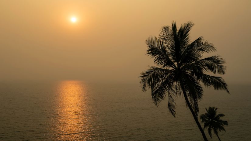 a lonely coconut tree in full view in front of the sea with the sun setting in the background