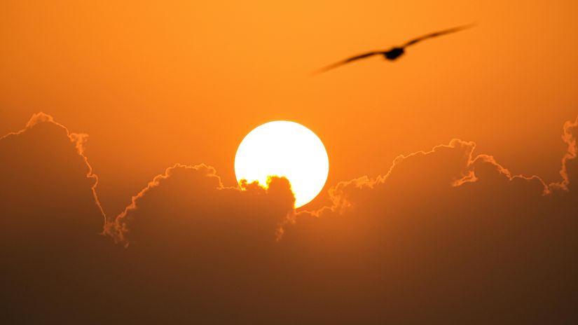 Sunset with a bird flying.