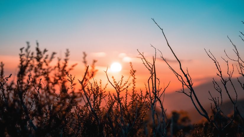 Sun shimmering through grass 