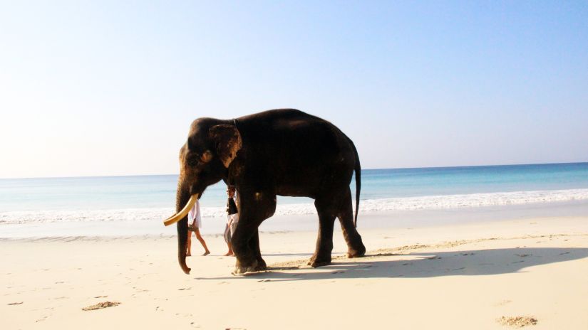 an elephant walking on a beach