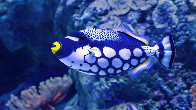 A colourful fish underwaters