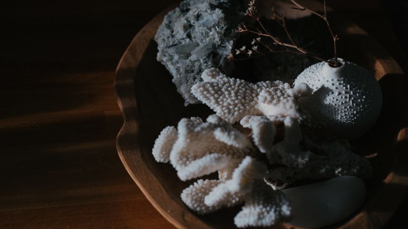 Coral in a potted plant