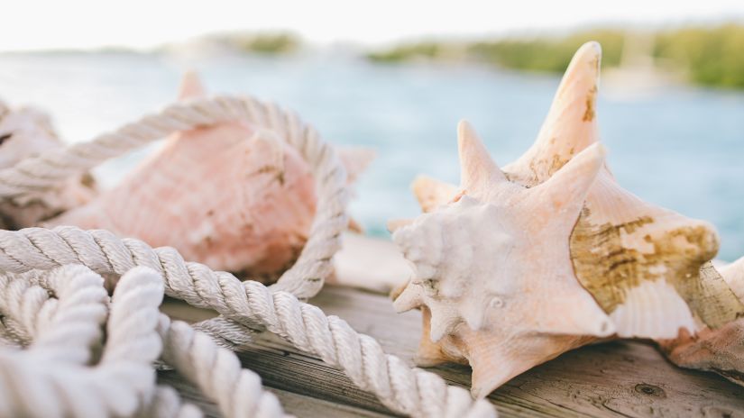 shells and a rope on a beach