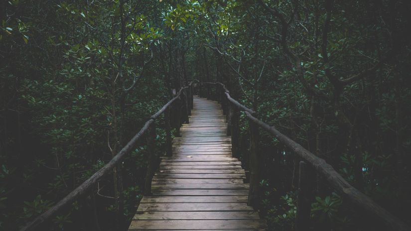 a wooden bridge amongst a cover of trees 