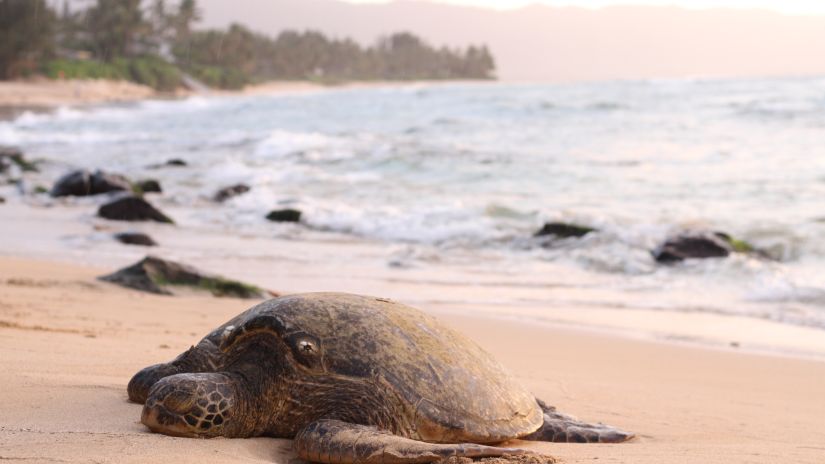 a large turtle on the beach resting with water overlapping on the beach