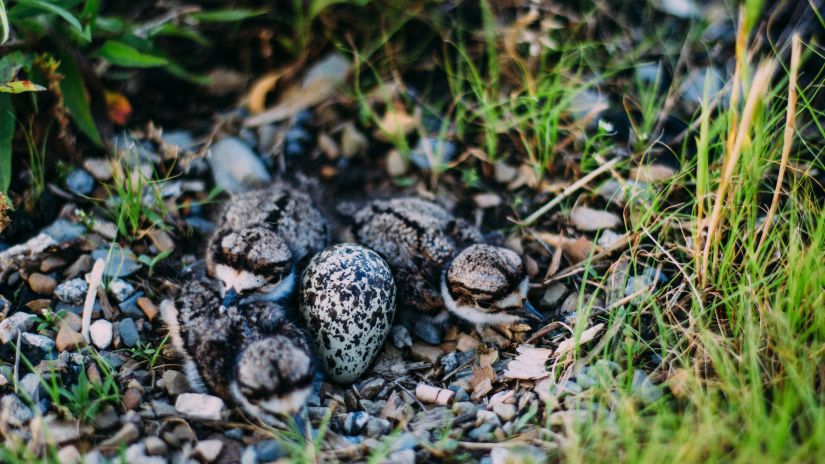 baby birds  inside a nest with grass among other things on the ground