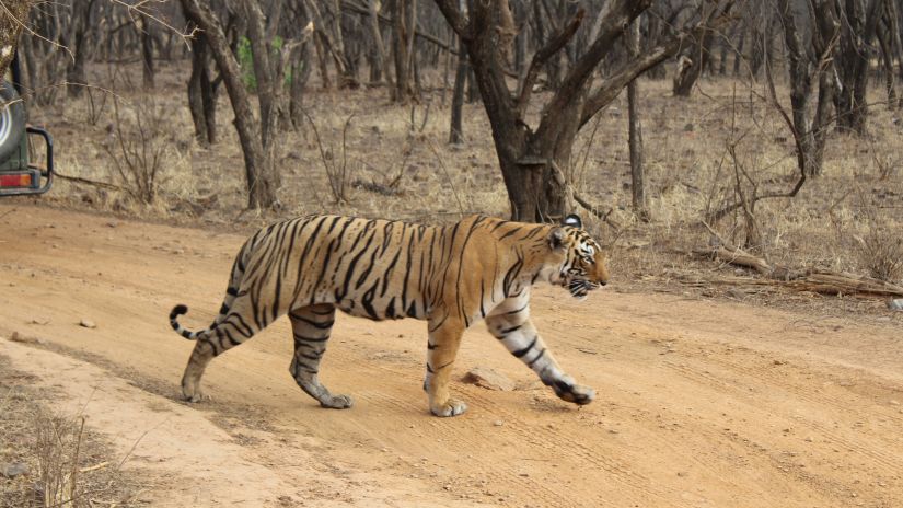 A tiger crossing an unpaved road inside ranthambore national park