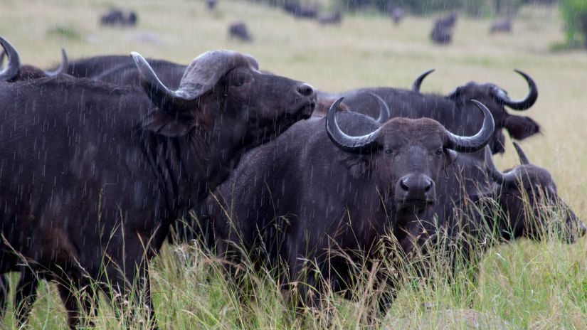 Mount Elgon National Park