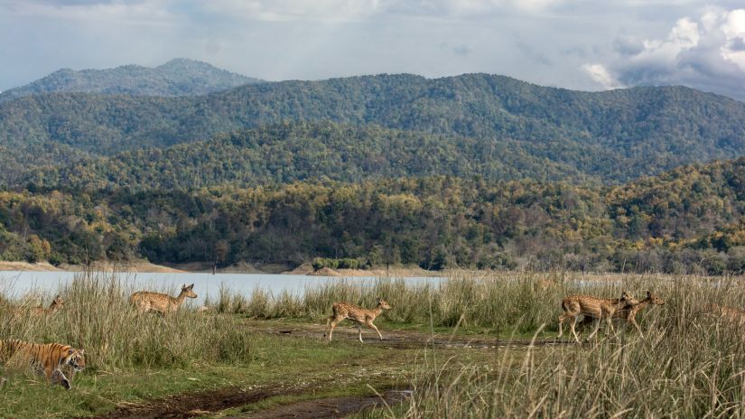 deers running around at jim corbett