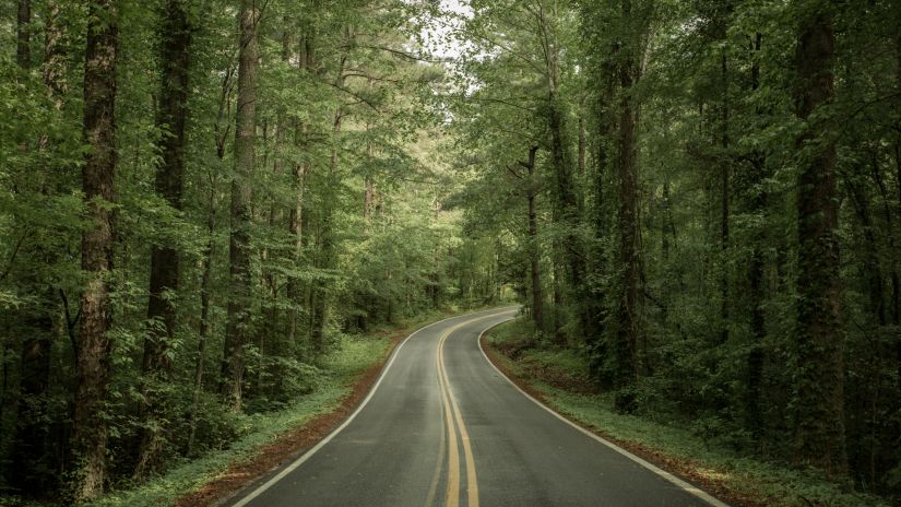 a road between a forest