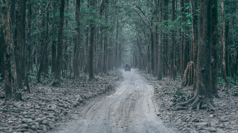 The Tattwaa Corbett Spa and Resort - image of a pathway surrounded by trees