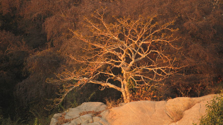 a solitary died tree that is basking in the evening sunshine with rocks in the foreground - Chunda Shikar Oudi, Udaipur