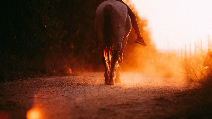 a horse walking through a dusty road at sunset