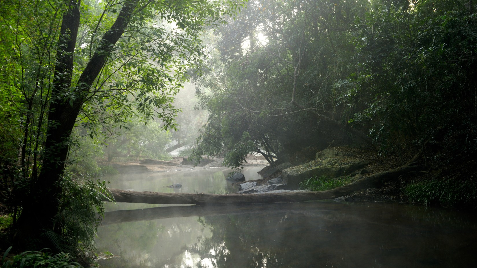 Misty river flowing through a green forest.