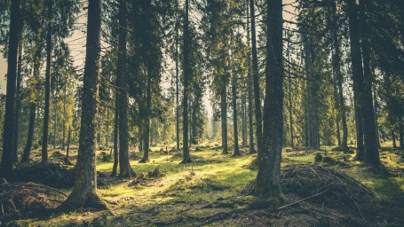 a dense forest with tall, straight trees.