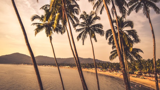 beach with palm trees