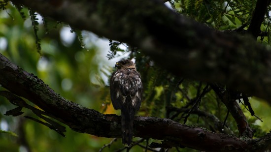 a bird perched on a branch of a tree while looking up with the background blurred