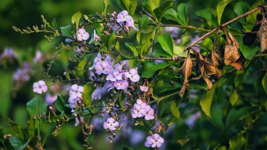 lilac colour flowers on bush