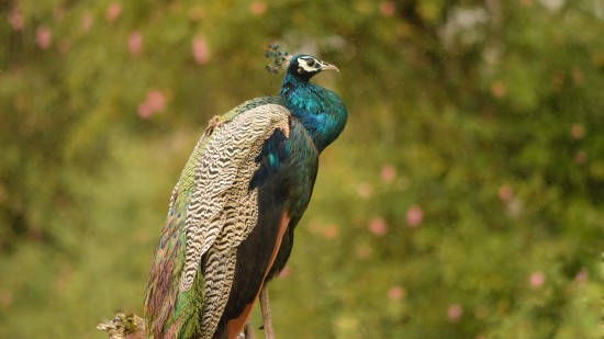 a peacock sitting on a tree bark