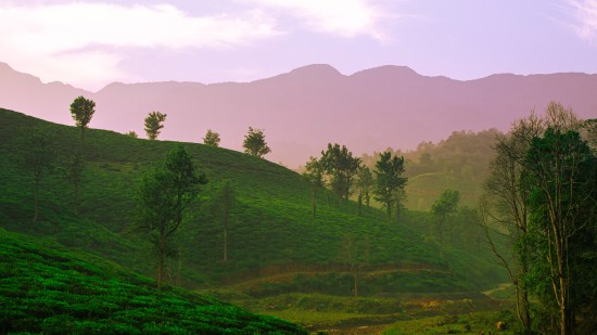 view of lush plantations in wayanad