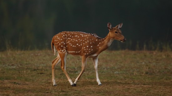 a spotted deer roaming around the grasslands of Bandipur