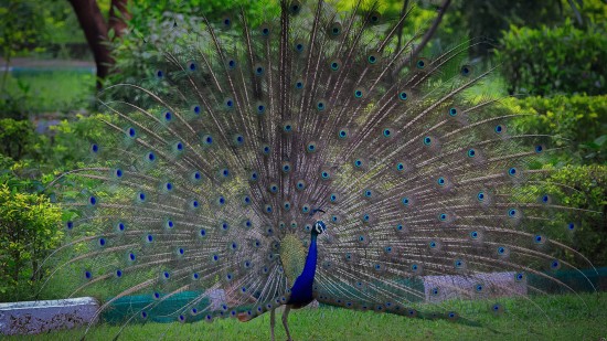 a peacock dancing in the rain