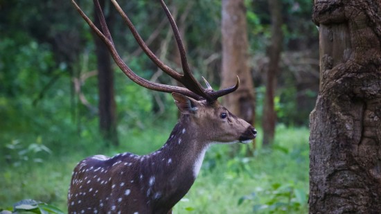 a close up shot of a deer looking away from the carema in kabini