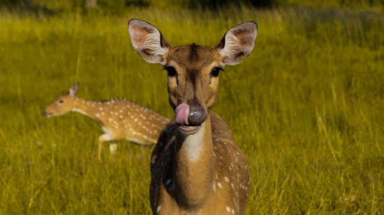 Deer with its tongue out