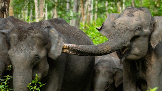 a close up image of a herd of elephants where one elephant is playing with another and the calf walking behind