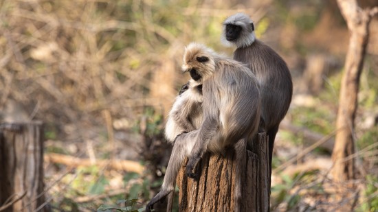 two monkeys sitting on a tree bark in kabini