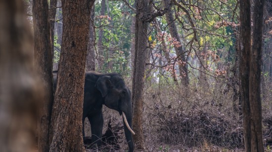 Elephant walking inside a forest