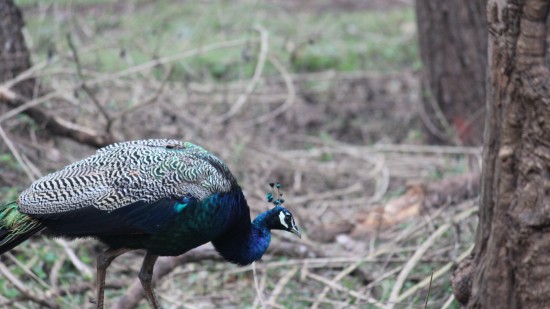 Peacock walking next to a tree