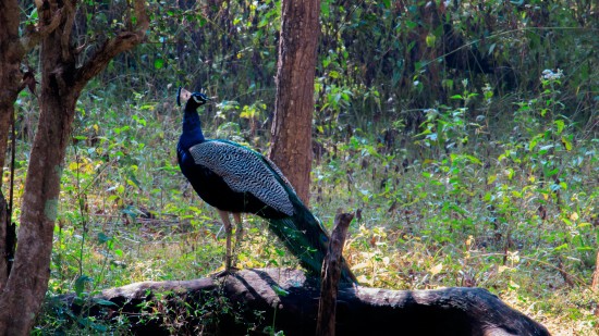 a peacock on a tree