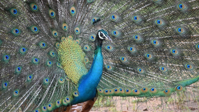 an image of a peacock flaunting its feather in a national park