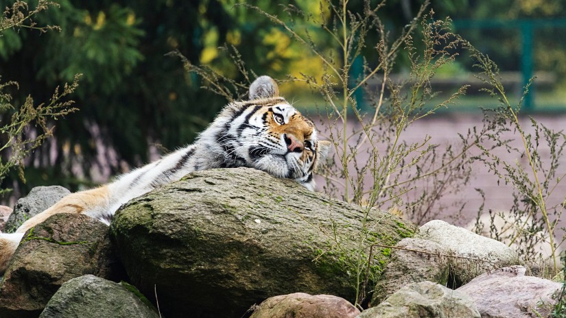 a royal bengal tiger captured resting its face on a pile of rocks during daytime